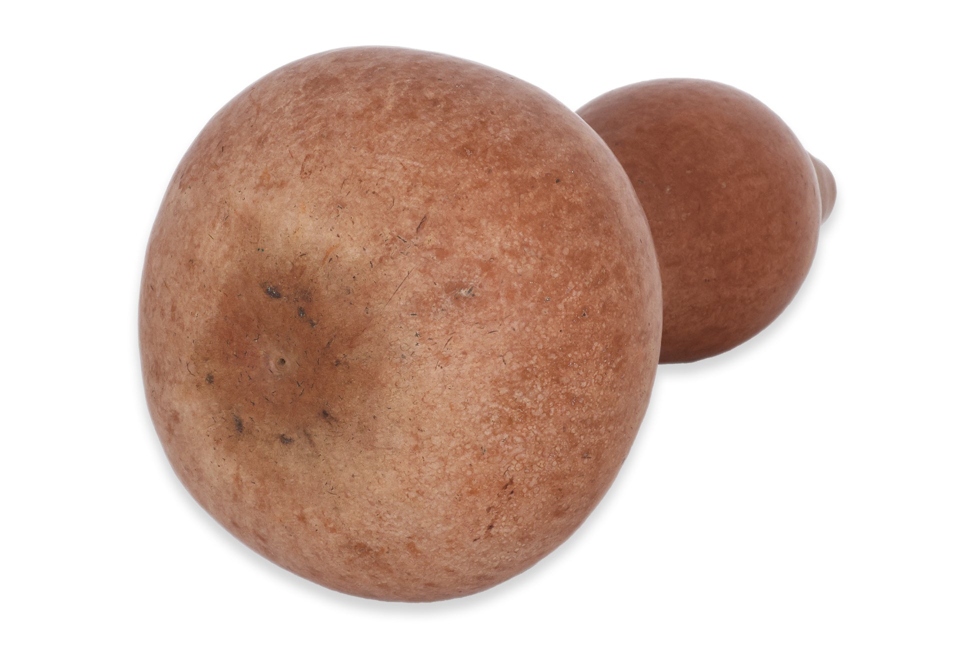 A LARGE DOUBLE GOURD