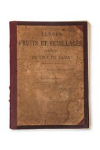 FLEURS, FRUITS ET FEUILLAGES CHOISIS DE L'ILE DE JAVA, BERTHE HOOLA VAN NOOTEN, C. 1880
