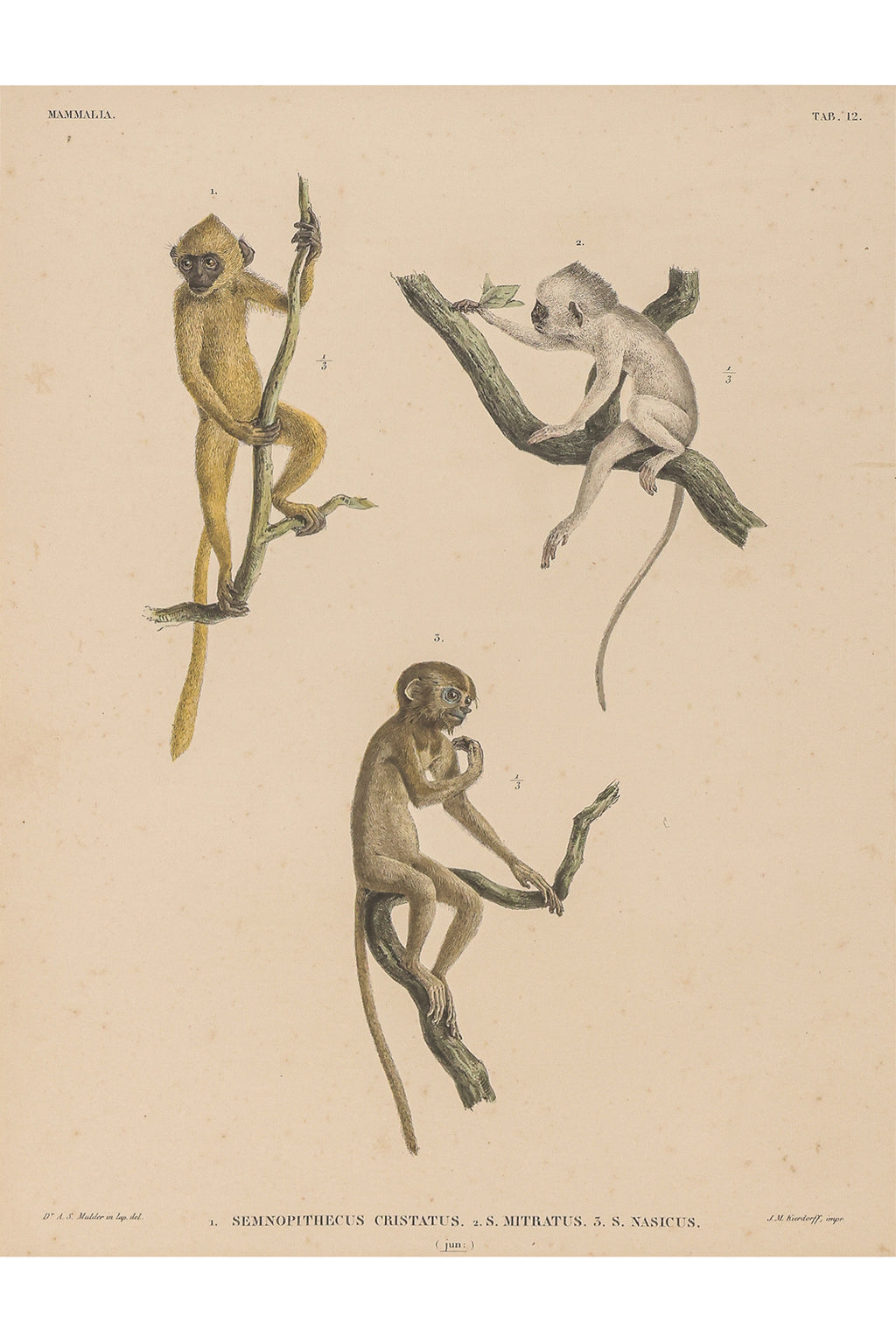 A GROUP OF FIVE STUDIES OF ANIMALS, WILLEM JOHANNES GORDON, 1839-47