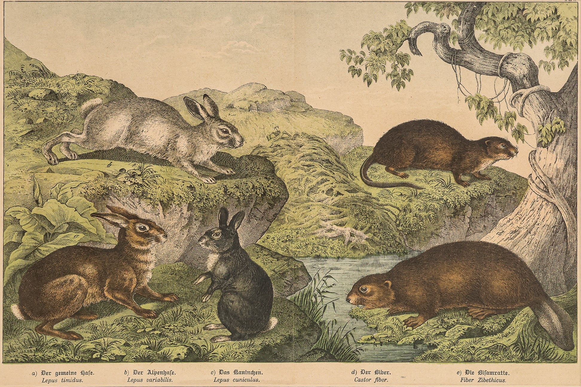 A GROUP OF SIX STUDIES OF ANIMALS, JAKOB FERDINAND SCHREIBER, C. 1886