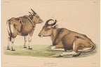 A GROUP OF FIVE STUDIES OF ANIMALS, WILLEM JOHANNES GORDON, 1839-47
