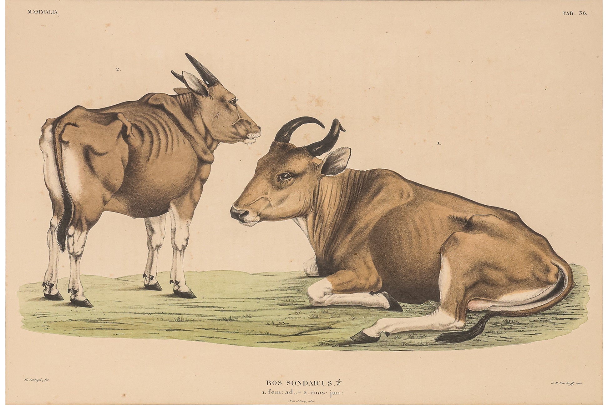A GROUP OF FIVE STUDIES OF ANIMALS, WILLEM JOHANNES GORDON, 1839-47