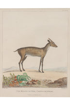 A GROUP OF FOUR STUDIES OF ANIMALS, WILLIAN MARSDEN, 1813