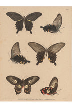 A GROUP OF FOUR STUDIES OF BUTTERFLIES, WILLEM JOHANNES GORDON, 1839-47