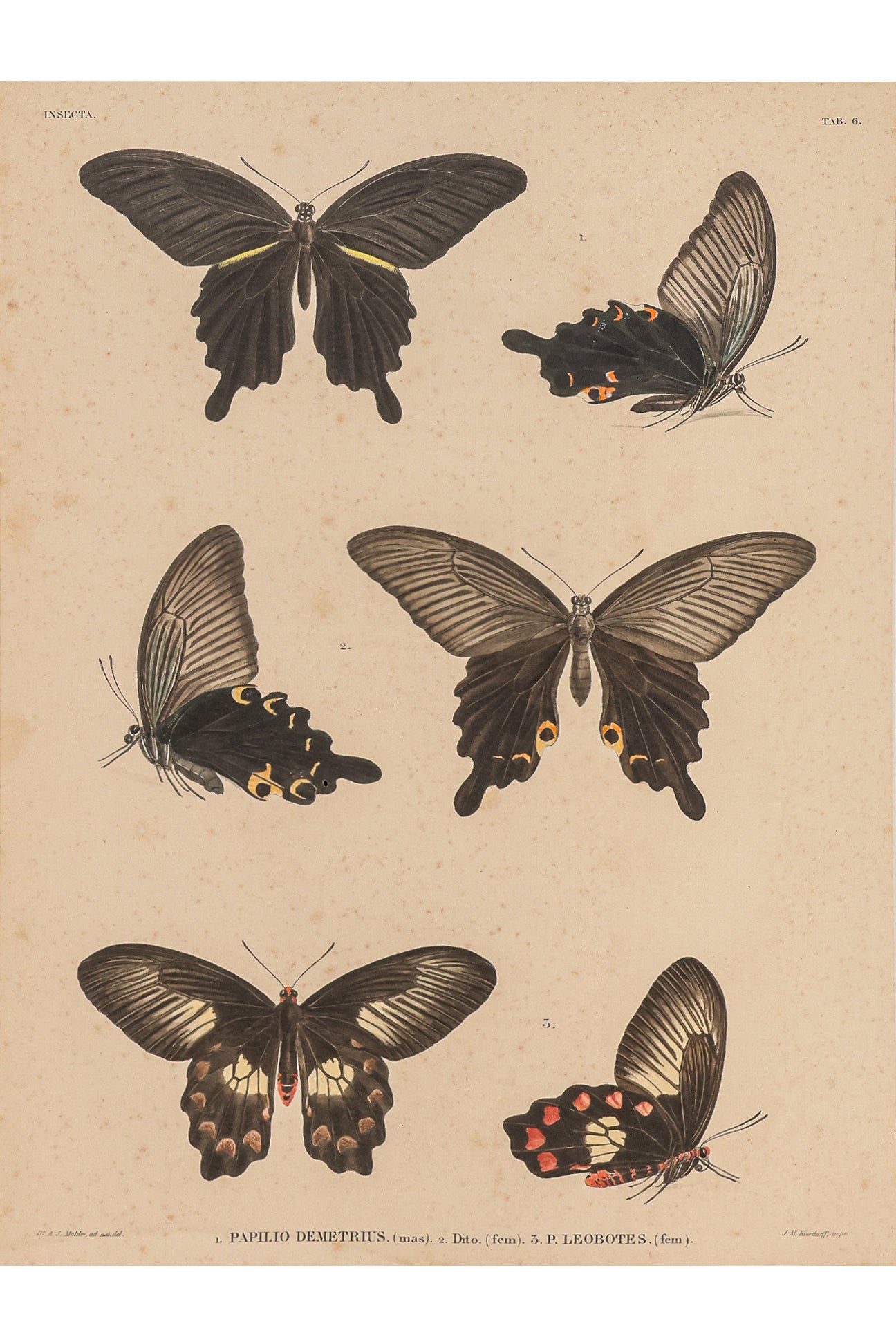 A GROUP OF FOUR STUDIES OF BUTTERFLIES, WILLEM JOHANNES GORDON, 1839-47