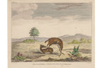A GROUP OF FOUR STUDIES OF ANIMALS, WILLIAN MARSDEN, 1813