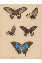 A GROUP OF FOUR STUDIES OF BUTTERFLIES, WILLEM JOHANNES GORDON, 1839-47