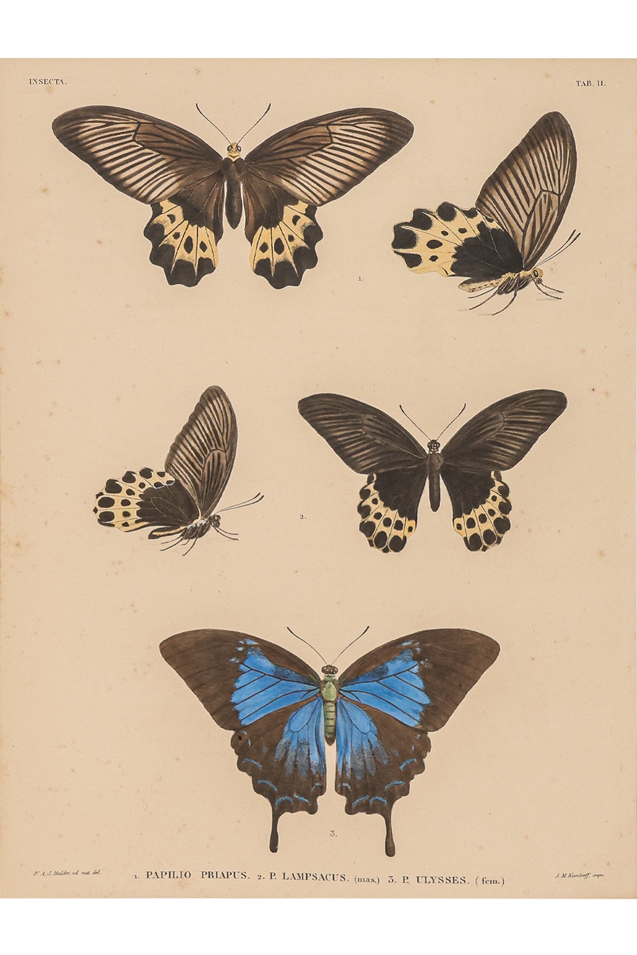 A GROUP OF FOUR STUDIES OF BUTTERFLIES, WILLEM JOHANNES GORDON, 1839-47
